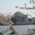Thomas Jefferson Memorial Framed by Cherry Blossoms